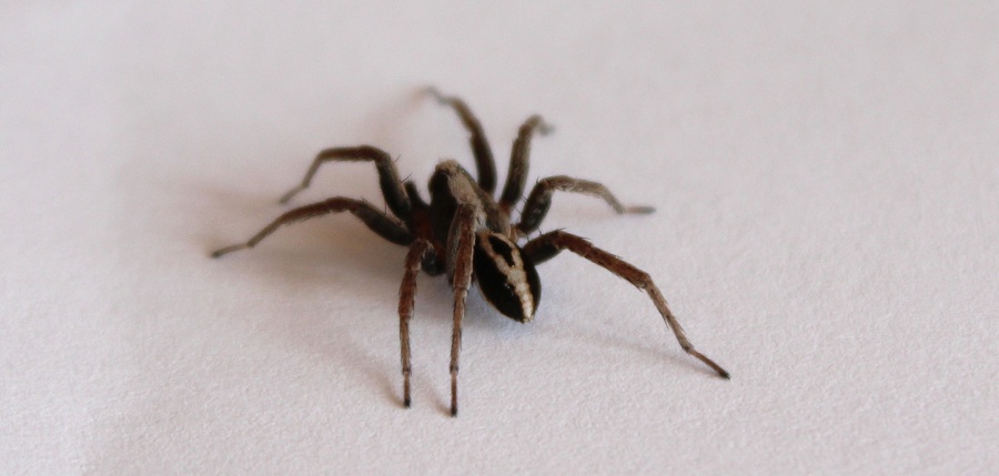 Maschio di Alopecosa albofasciata - Manfredonia (FG)