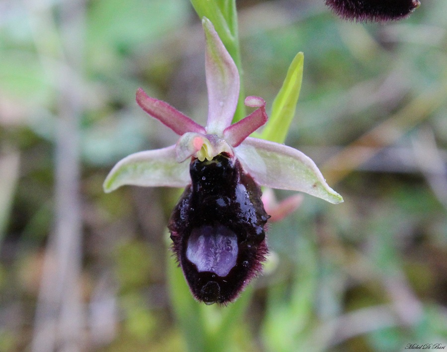 Ophrys bertolonii subsp.?