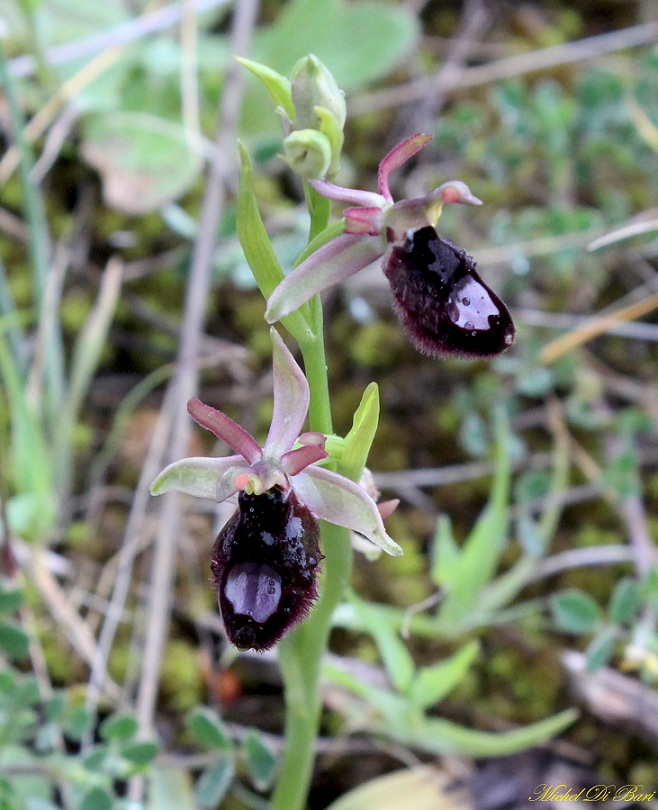 Ophrys bertolonii subsp.?