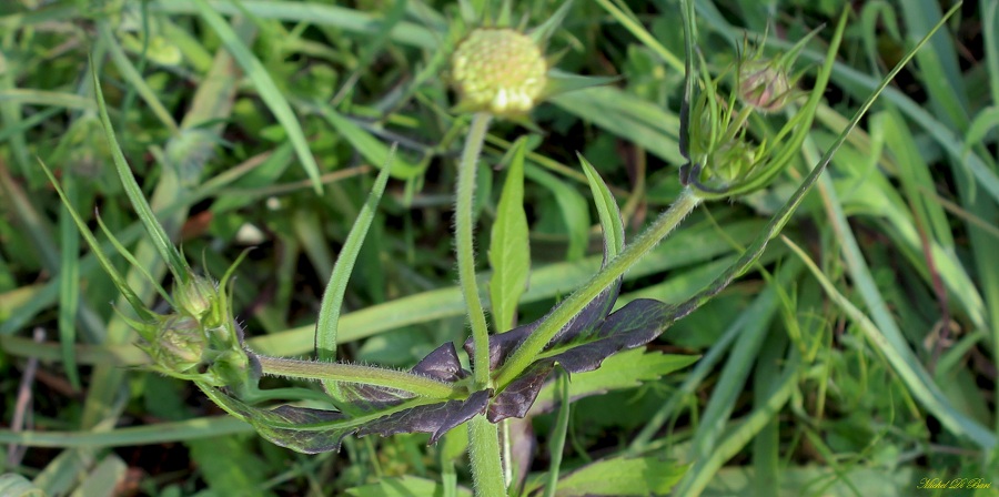 Knautia integrifolia / Ambretta annuale