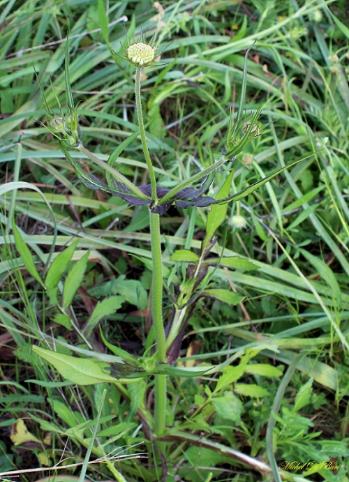 Knautia integrifolia / Ambretta annuale