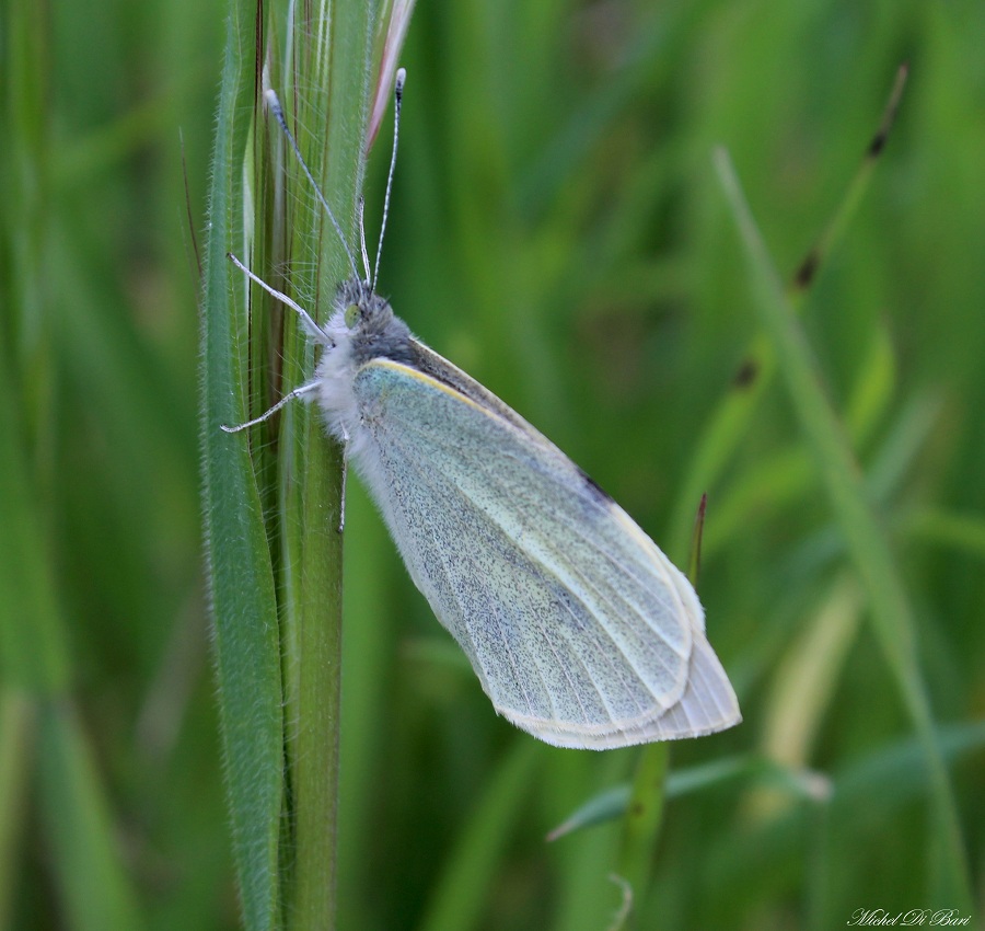 da determinare - Pieris brassicae