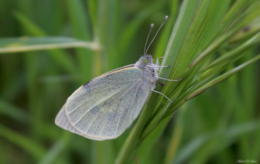 da determinare - Pieris brassicae