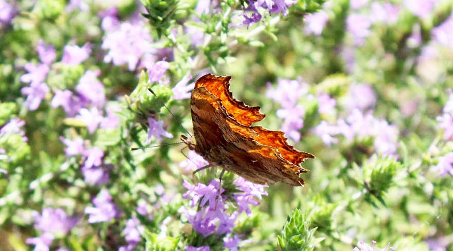 da determinare - Polygonia egea