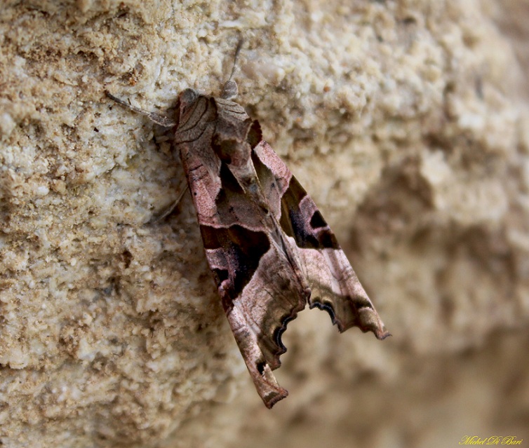 da determinare - Phlogophora meticulosa