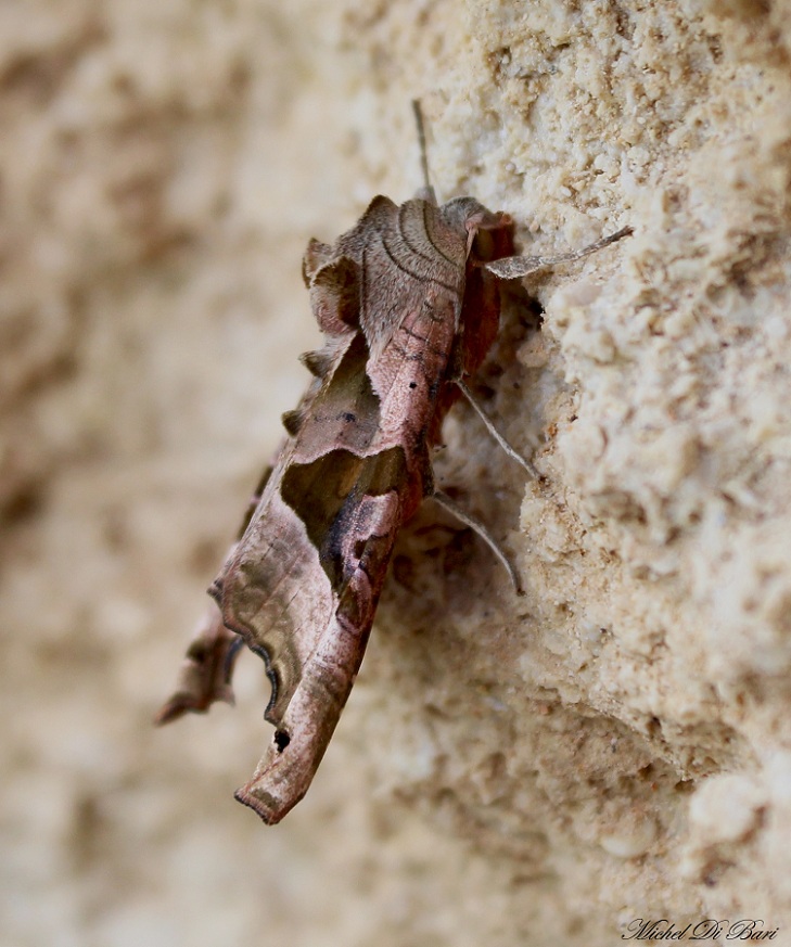 da determinare - Phlogophora meticulosa