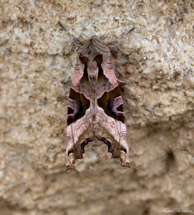 da determinare - Phlogophora meticulosa