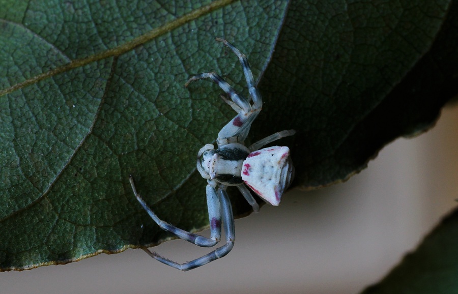 Thomisus onustus - Manfredonia Gargano (FG)