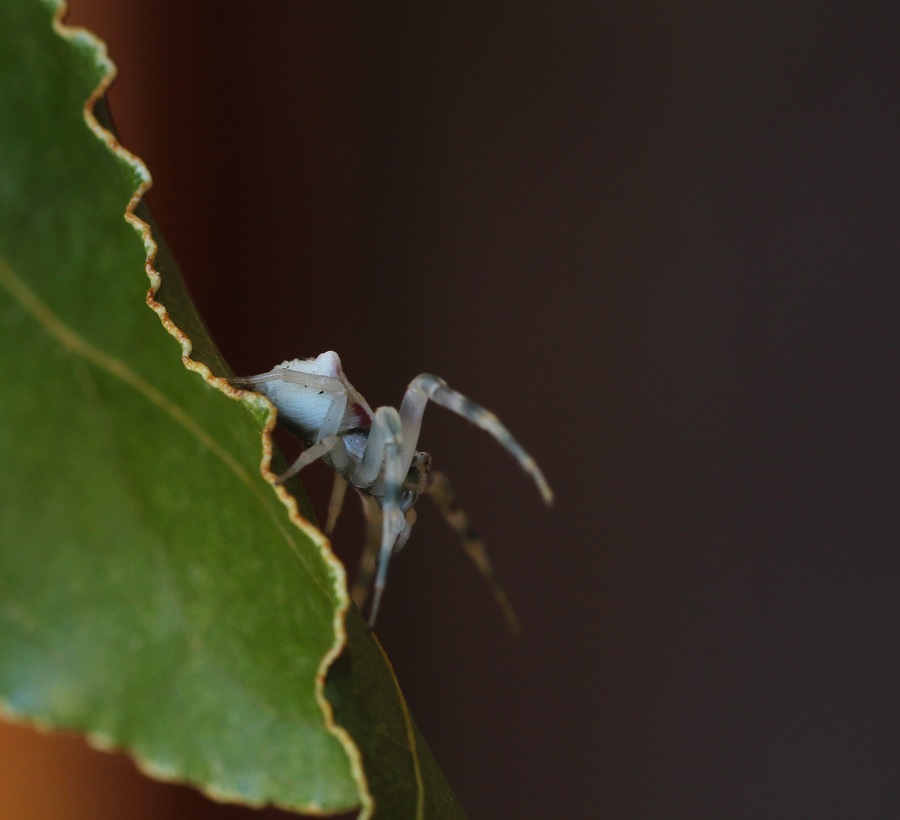 Thomisus onustus - Manfredonia Gargano (FG)