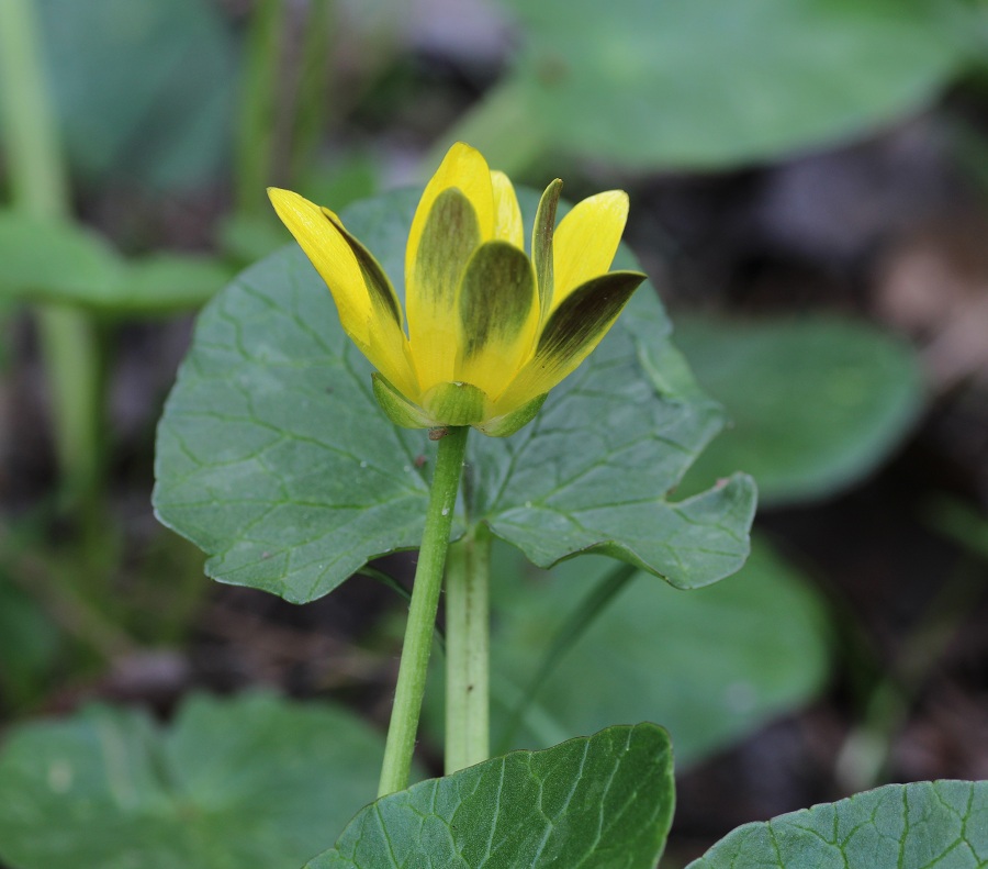 Ranunculus ficaria