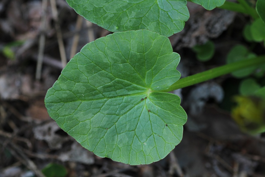 Ranunculus ficaria