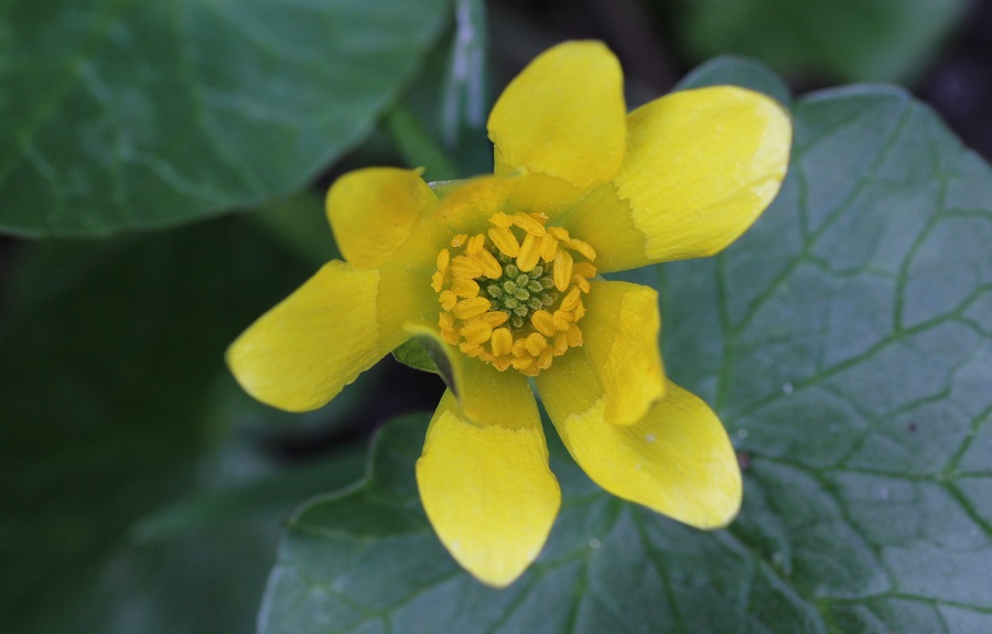 Ranunculus ficaria