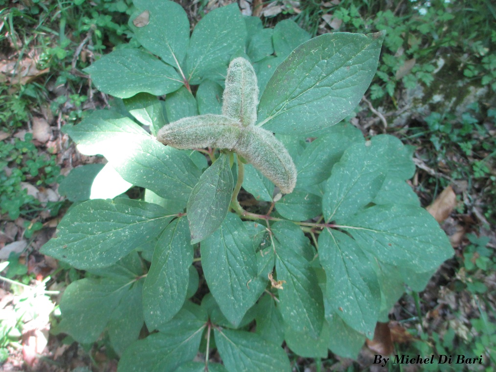 Paeonia mascula