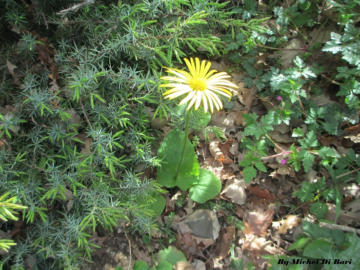 Doronicum columnae