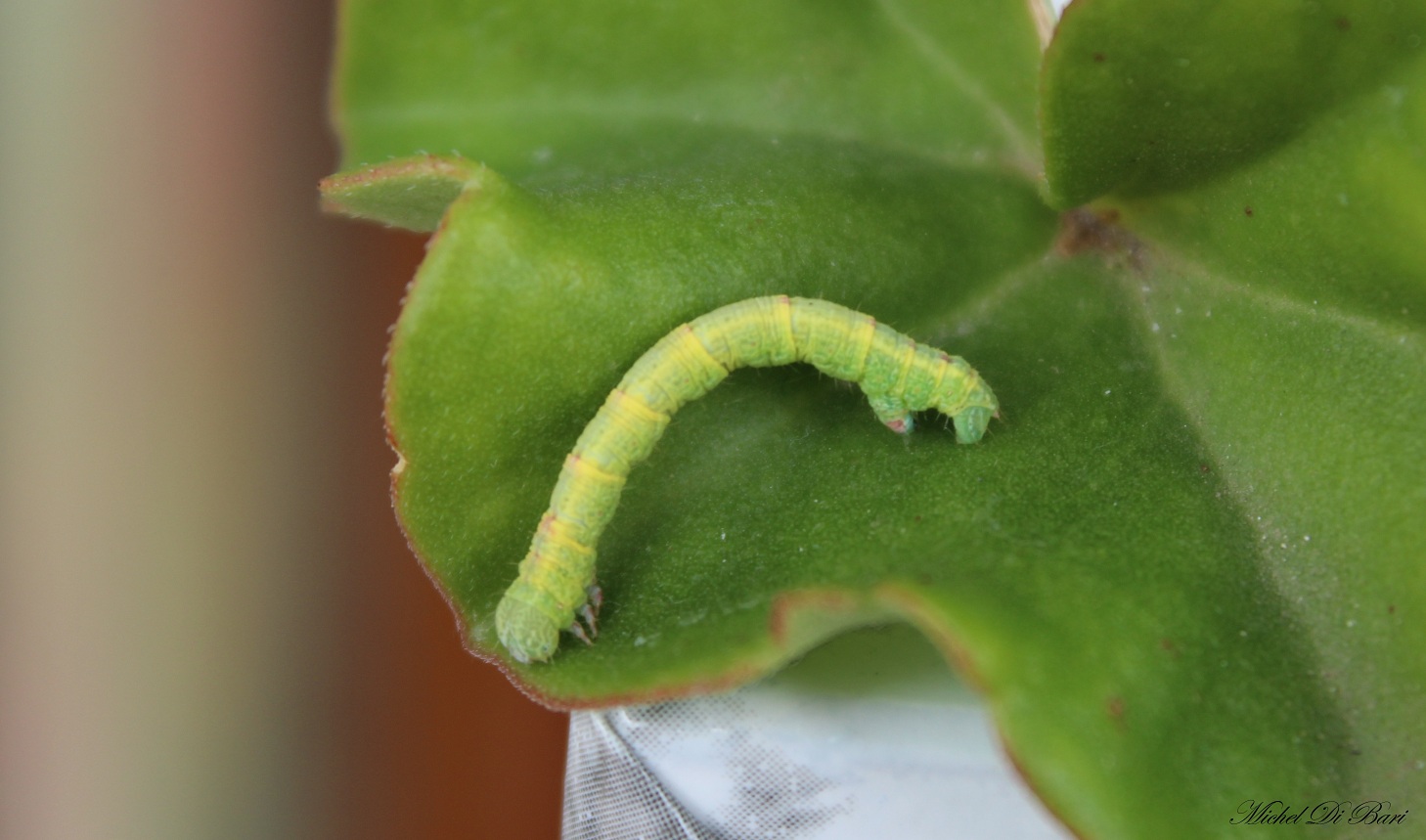 bruco di Cabera sp. (Geometridae)