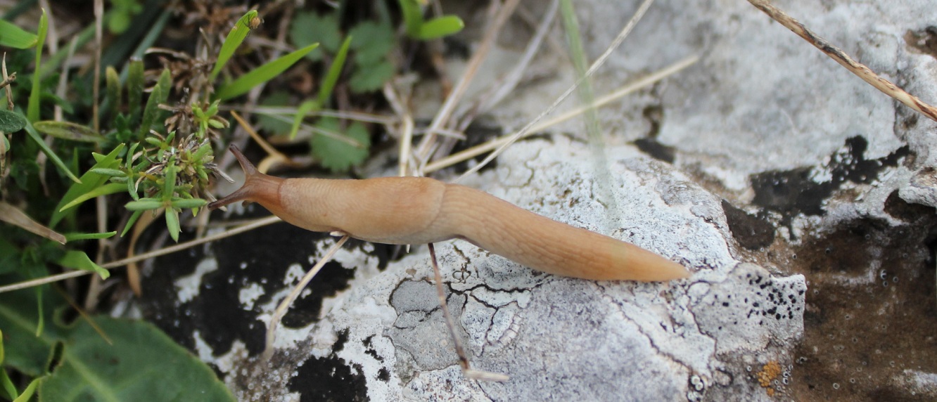 Piccola Limax da Id