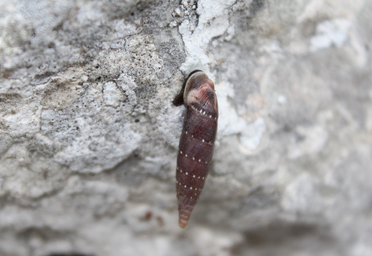 Mollusco terrestre da ID