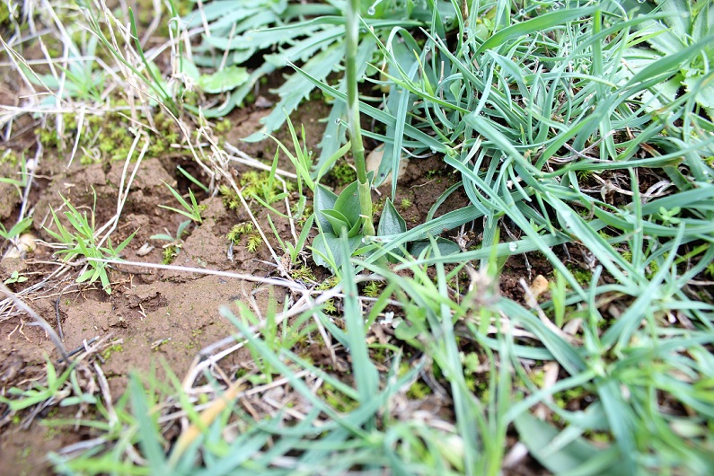 Spiranthes spiralis