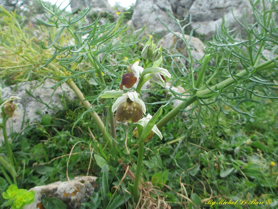 Ophrys parvimaculata