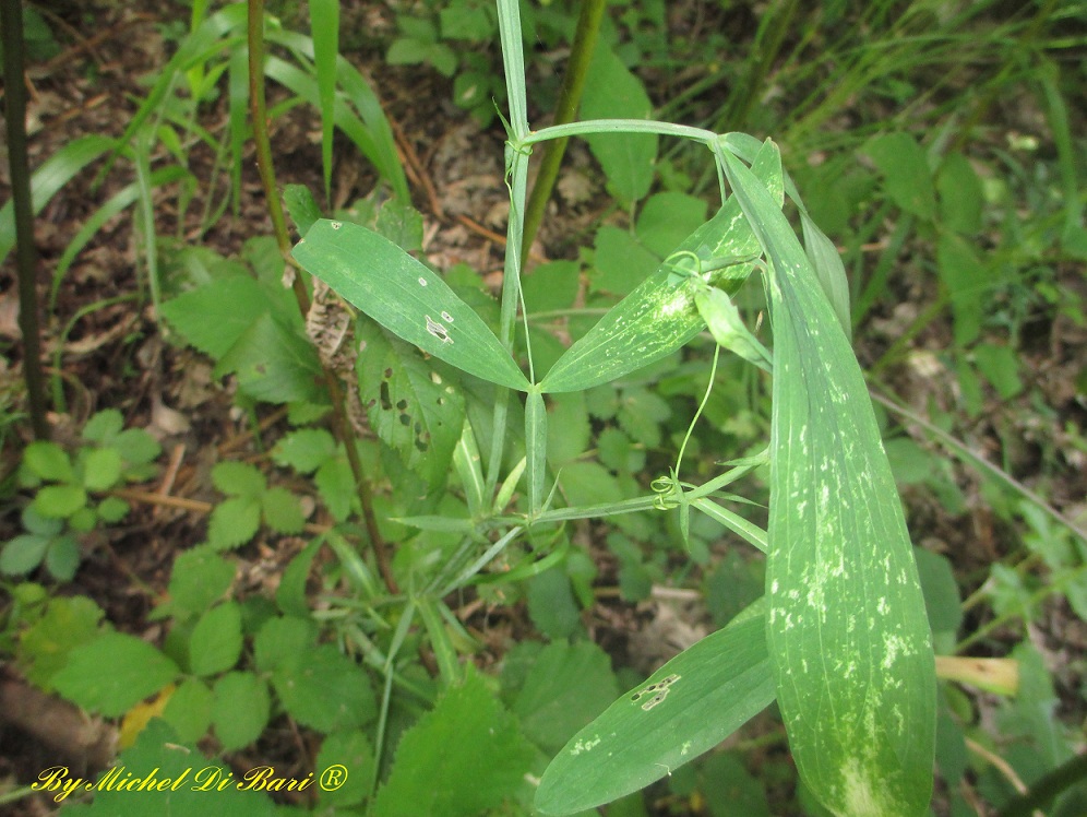 Sempre Lathyrus sylvestris ?