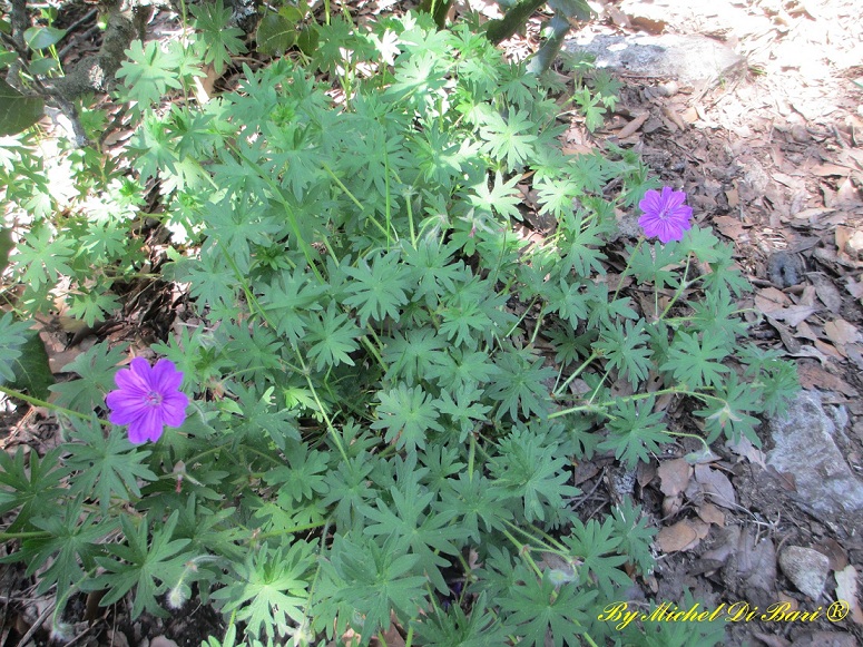 Geranium sanguineum