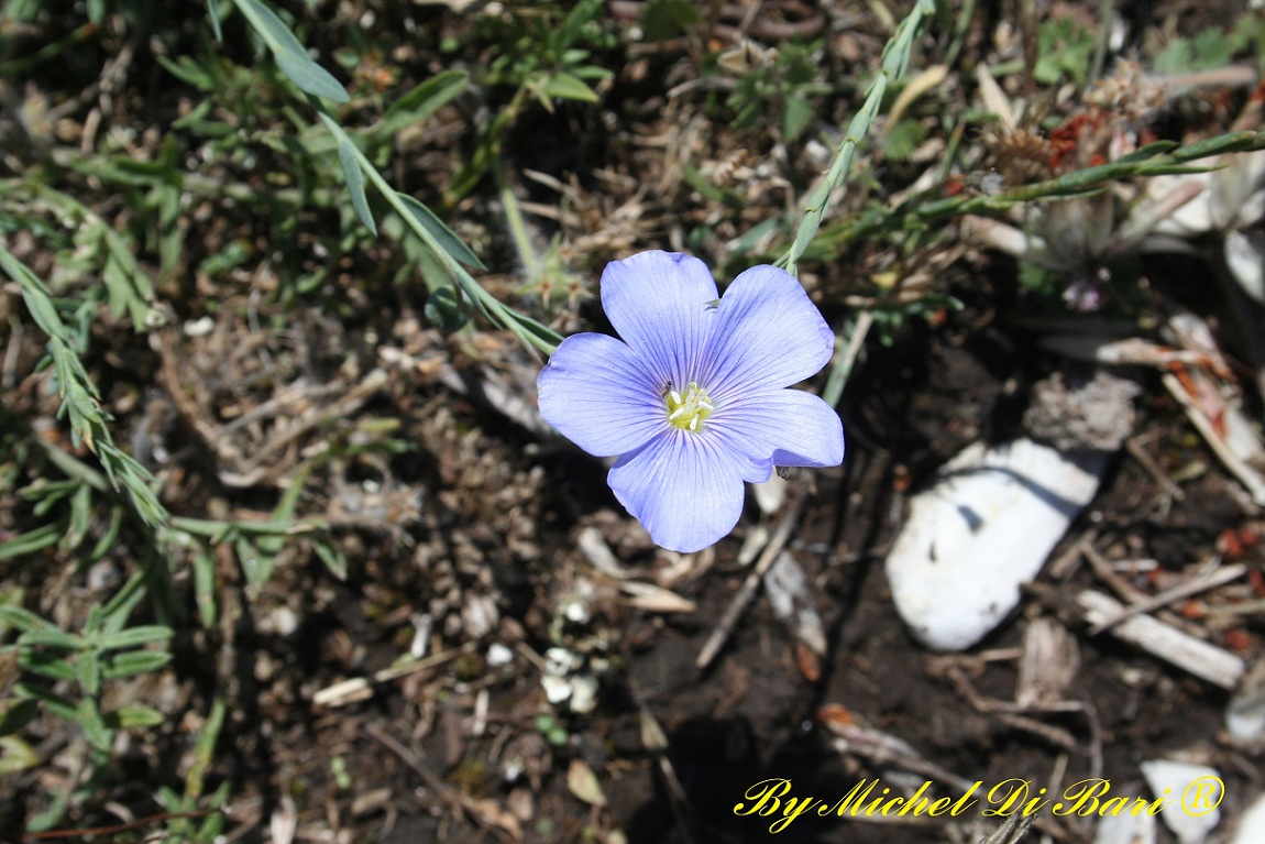 Linum tommasinii?