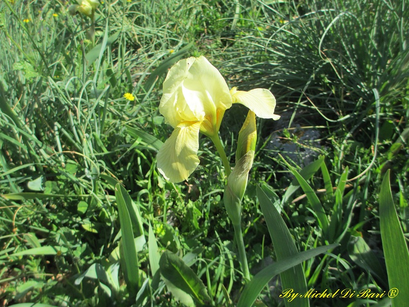 Iris pseudopumila / Giaggiolo siciliano