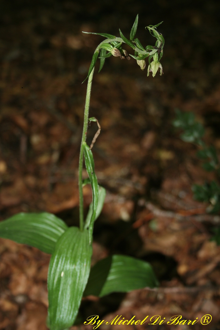 Epipactis meridionalis