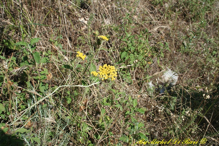 Helichrysum italicum