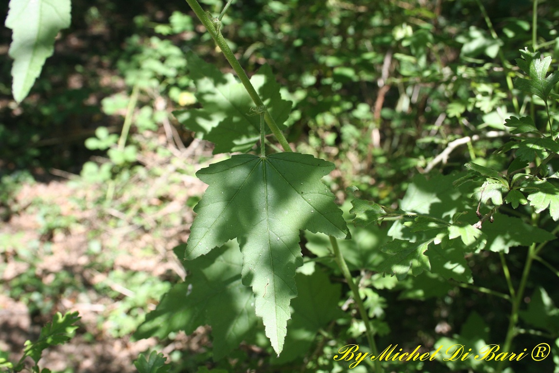 Malva Thuringiaca / Malvone di Turingia