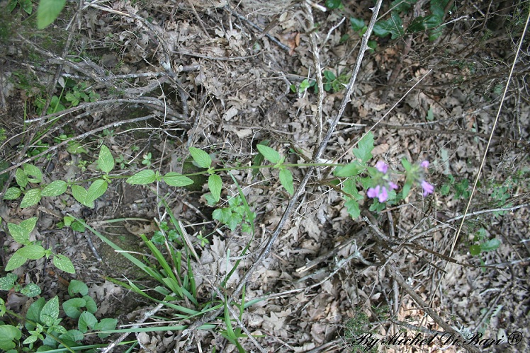 Clinopodium vulgare