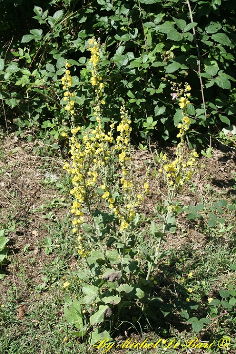 Quale Verbascum?