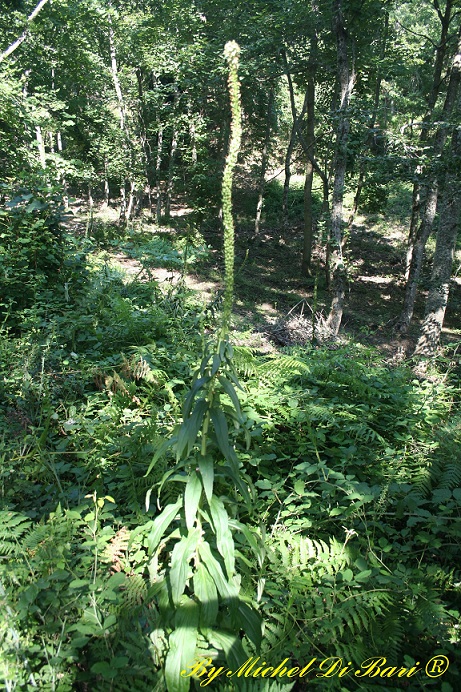 Digitalis micrantha (=D.lutea subsp. australis