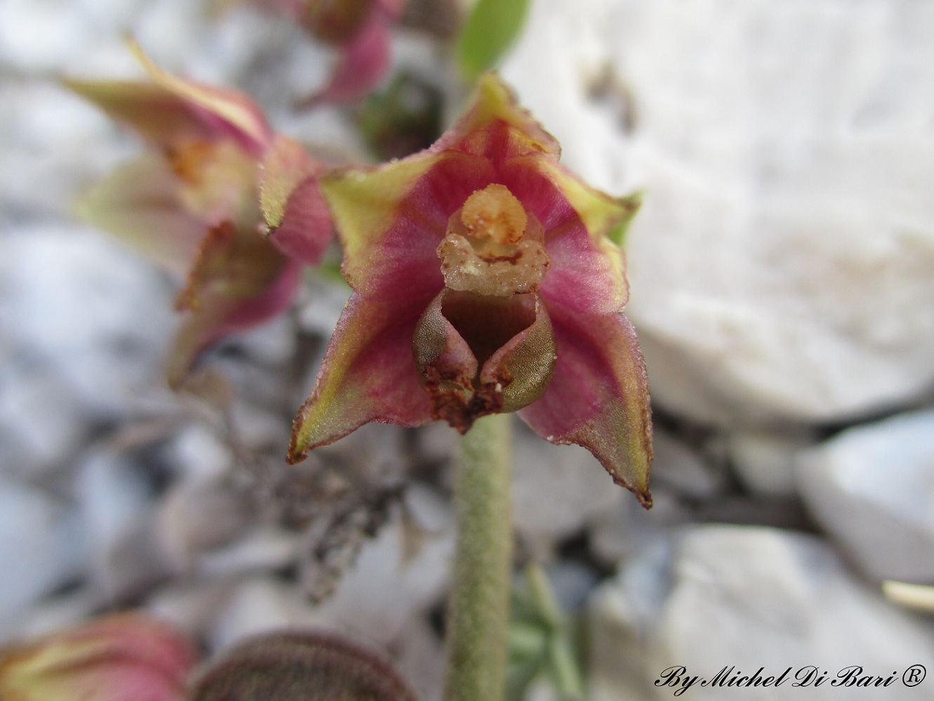 Epipactis atrorubens