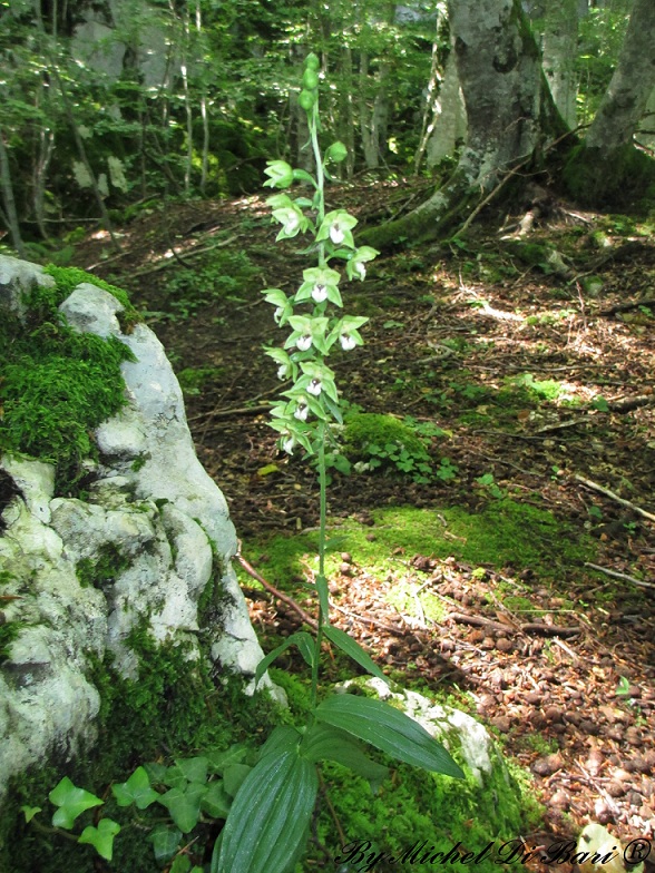 Altra epipactis da ID