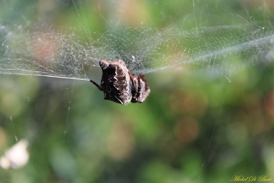 Cyrtophora citricola - Manfredonia (FG)