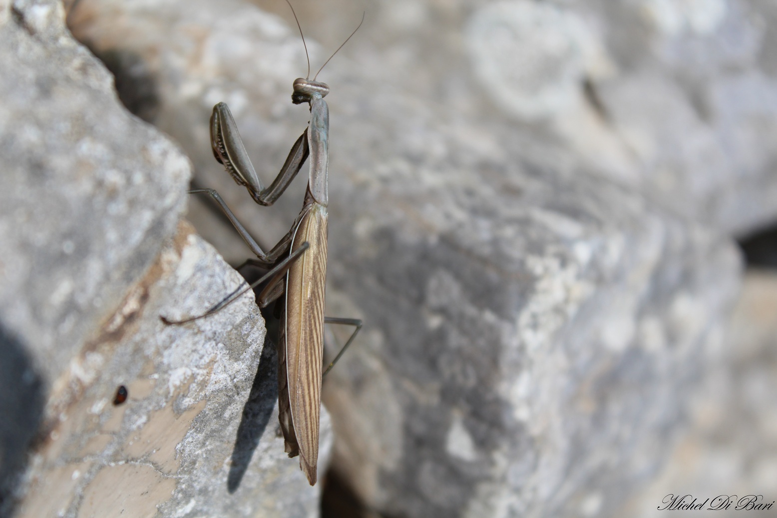 Mantide religiosa (femmina)