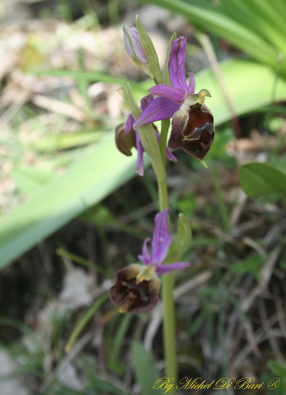 Ophrys biscutella