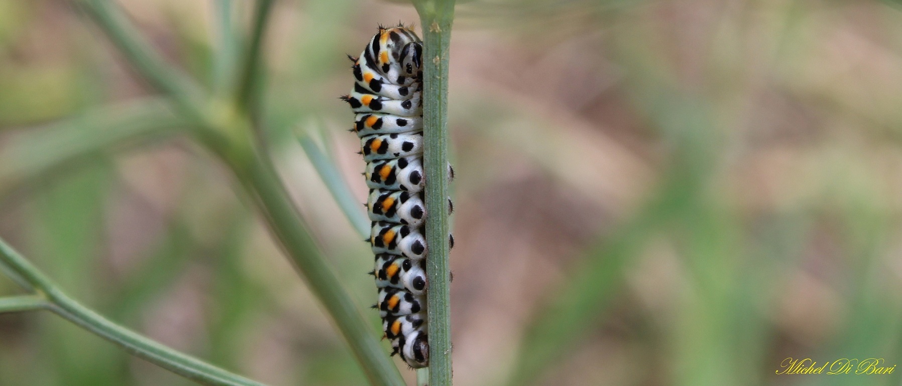 Bruco di papilio machaon? - S