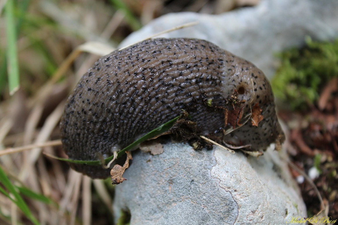 Limax valle Carbonara Gargano (FG)