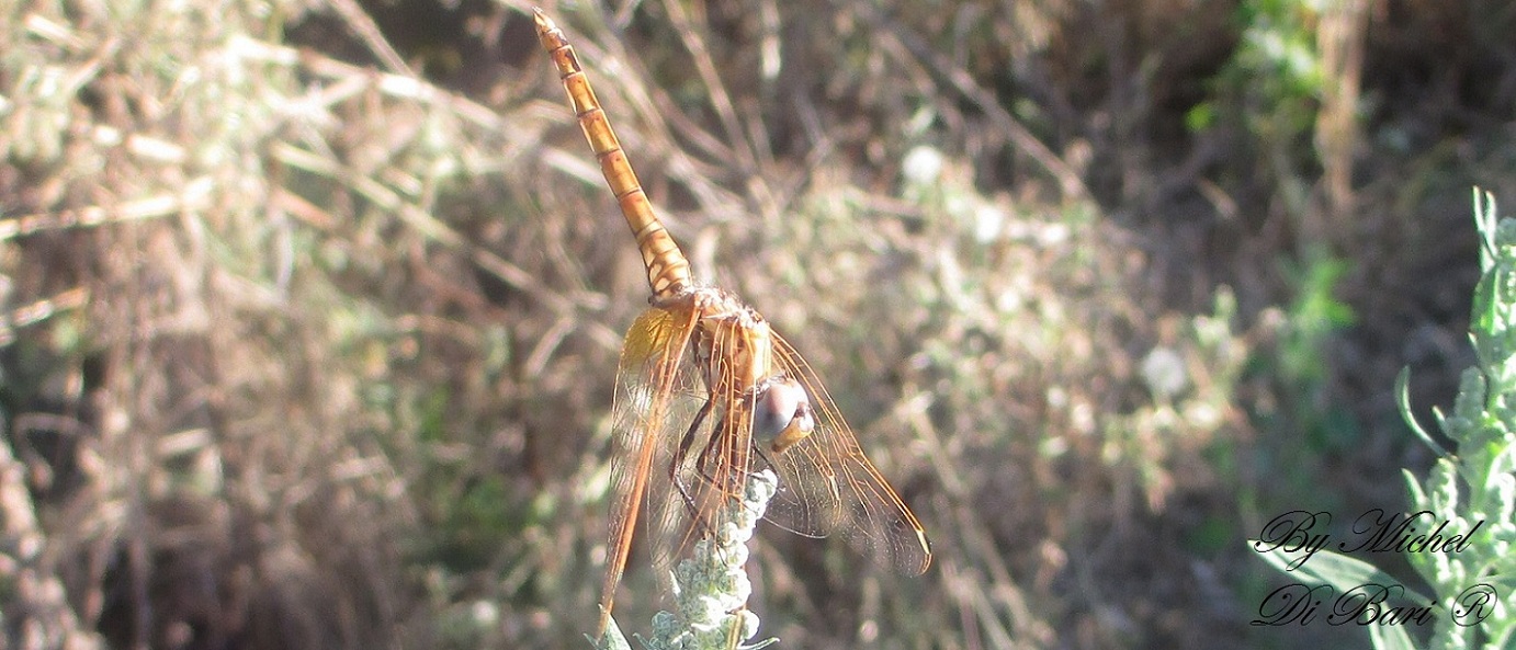 Libellula da ID: Trithemis annulata immature