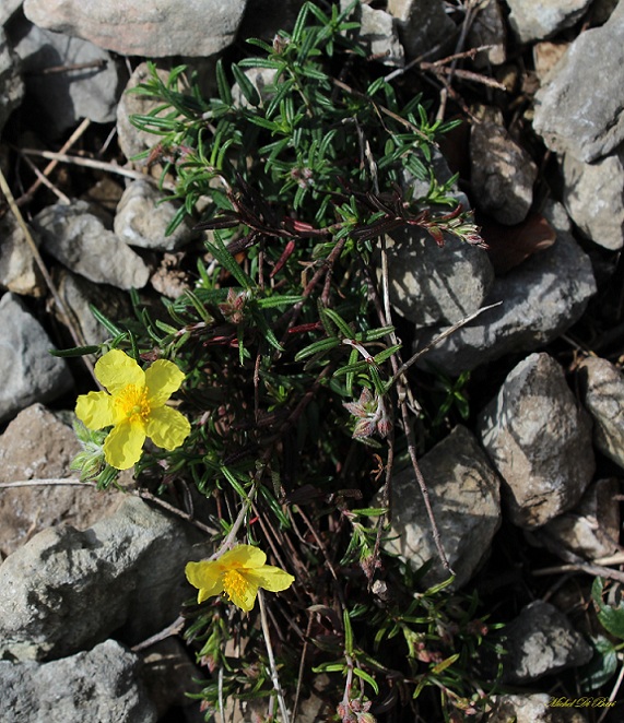 Helianthemum jonium / Eliantemo jonico