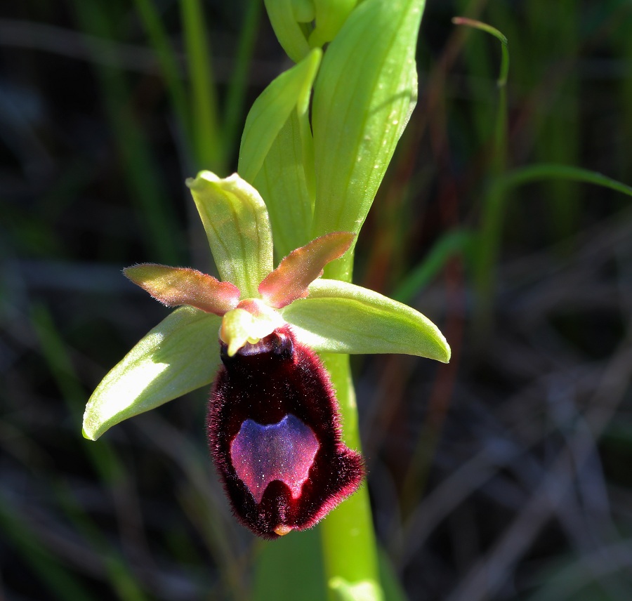 Ophrys bertoloniiformis O. & E. Danesch