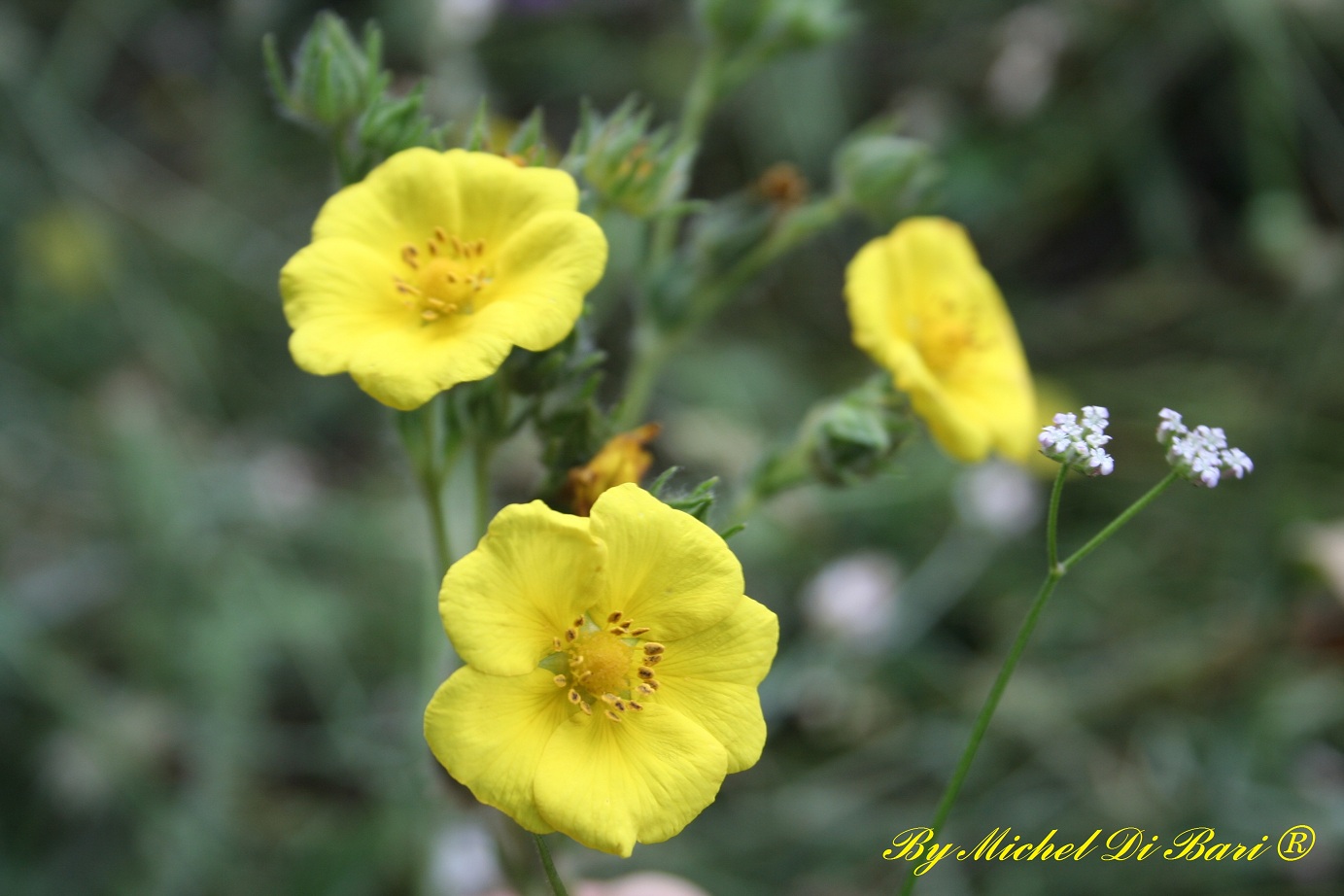 Potentilla recta