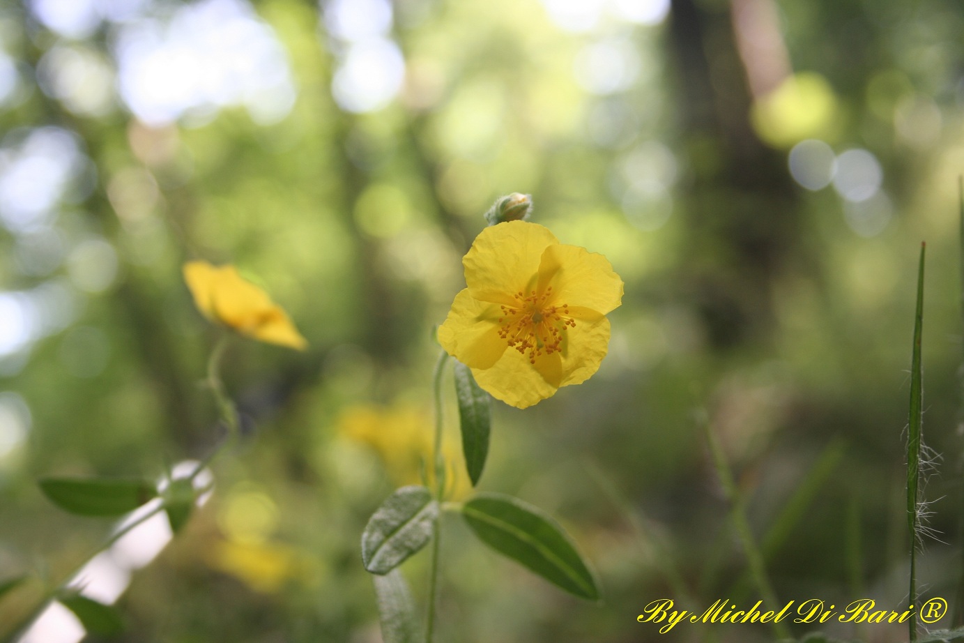 Helianthemum sp.