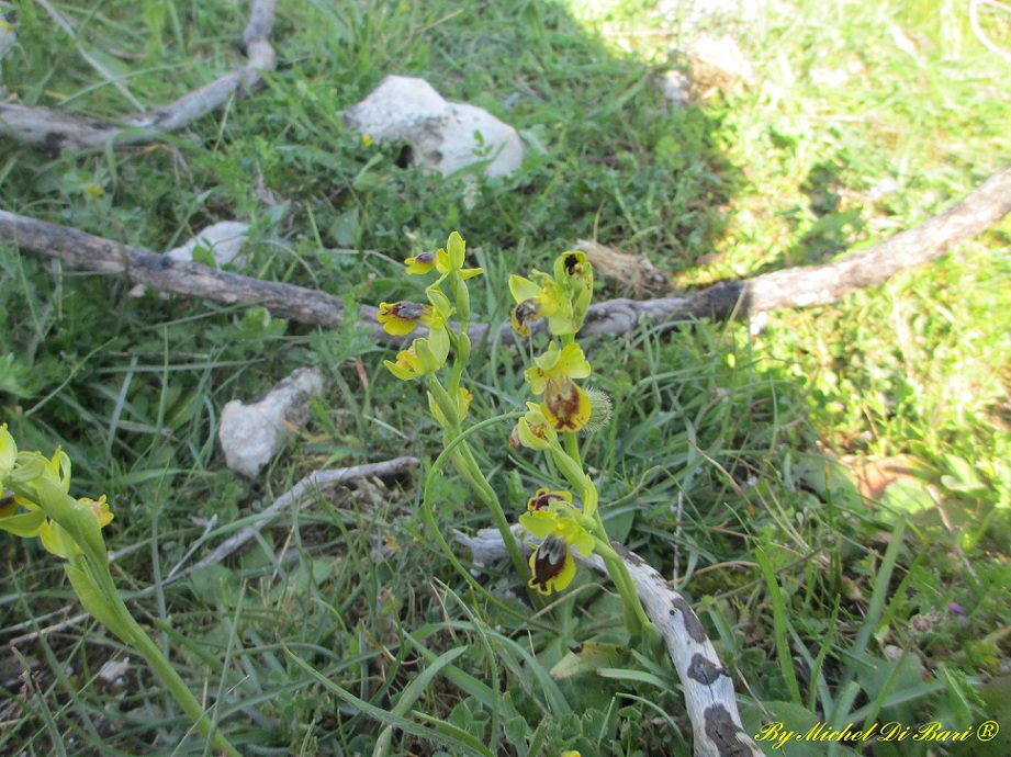 Altra Ohrys da ID