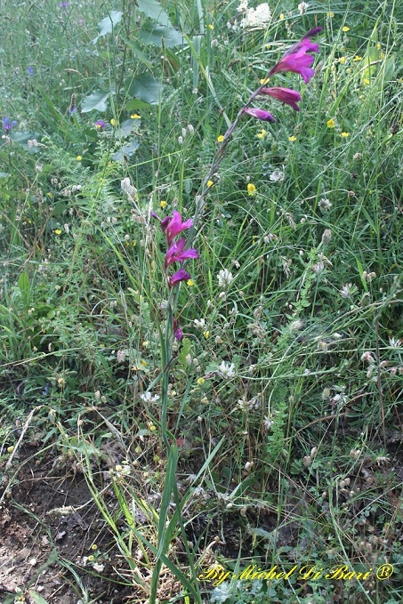 Gladiolus sp.