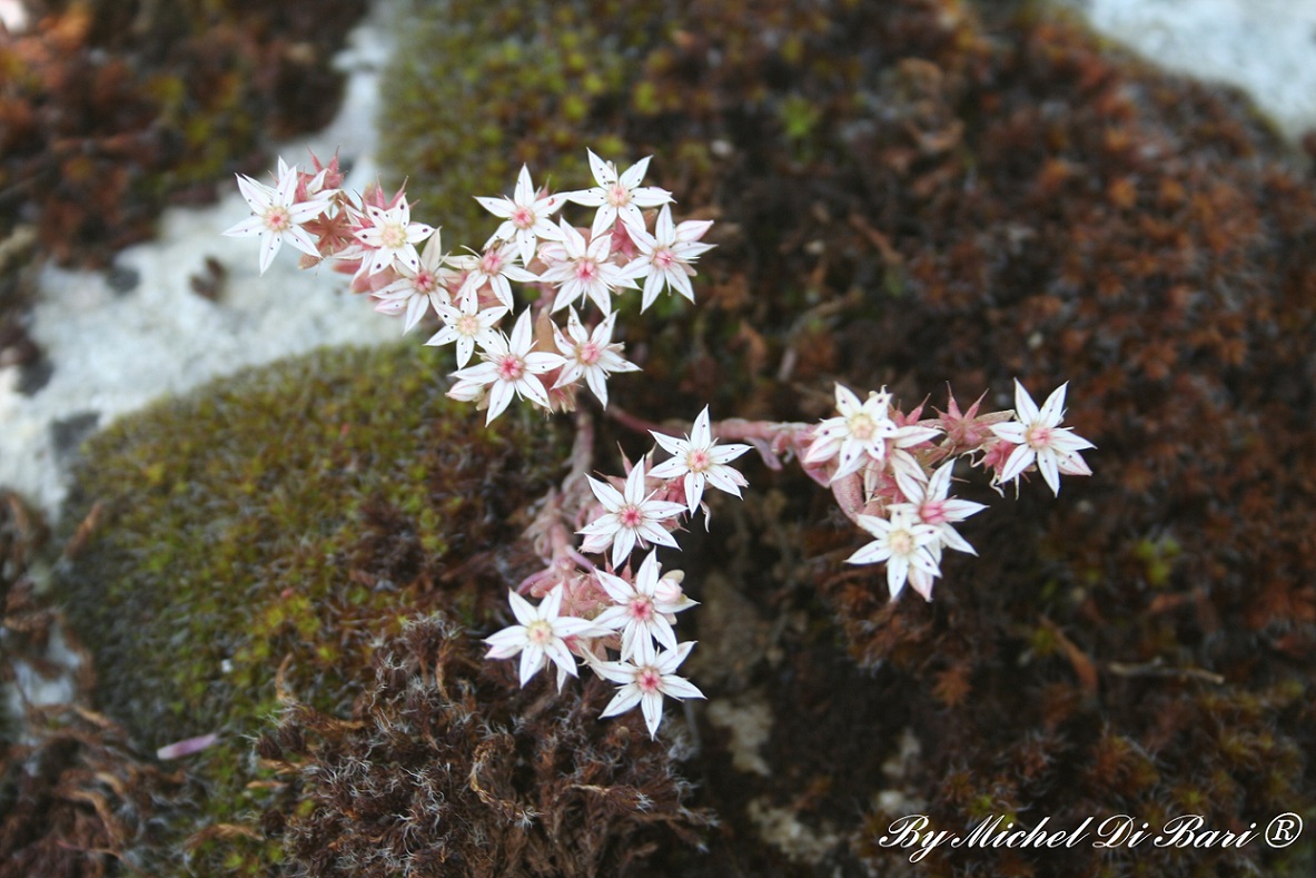 Sedum hispanicum / Borracina glauca