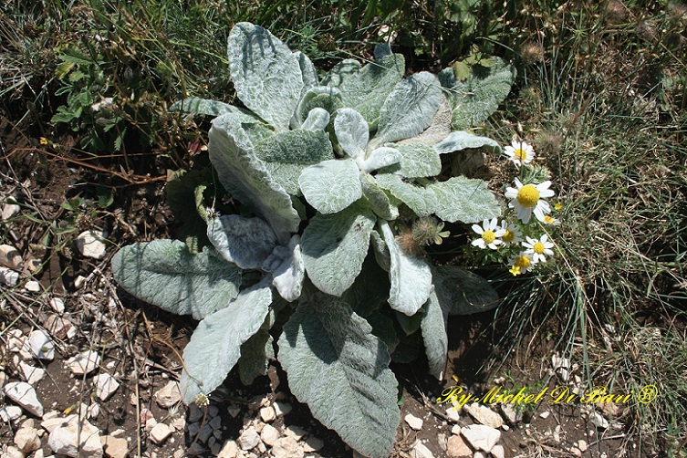 salvia argentea