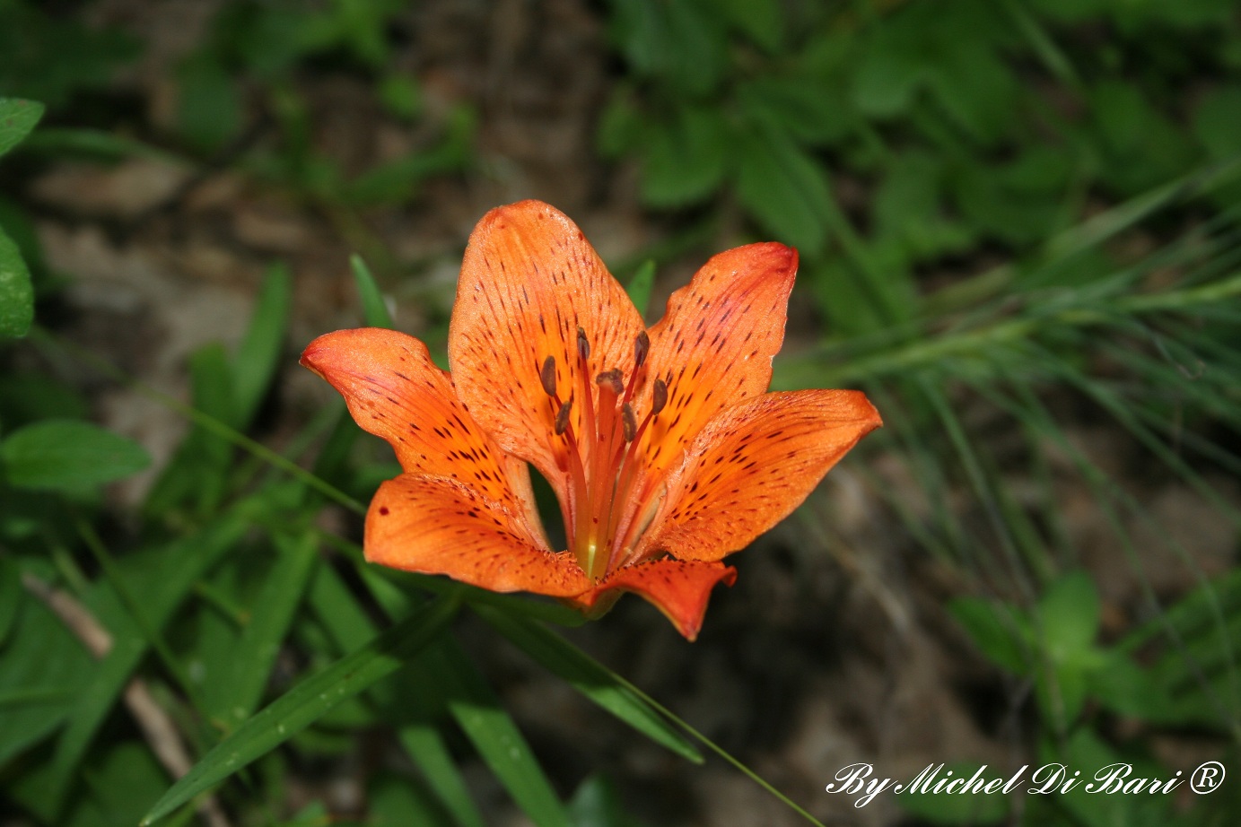 Lilium bulbiferum ssp. croceum